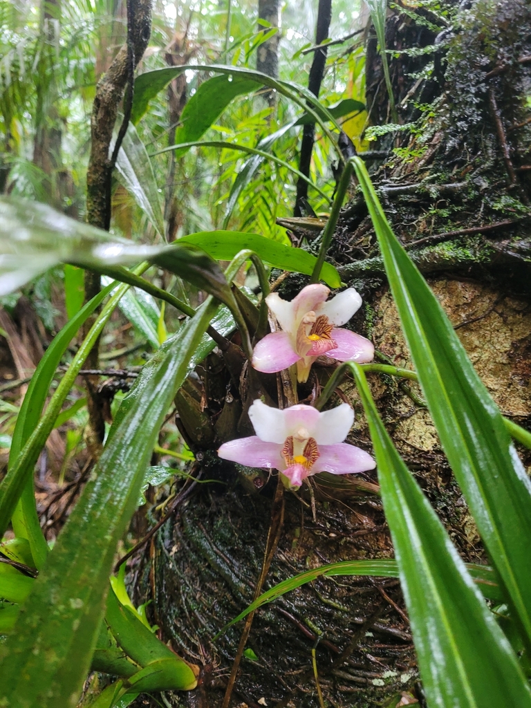 Bifrenaria harrisoniae