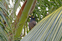 Acridotheres tristis tristis