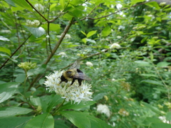 Physocarpus intermedius