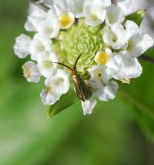 Adelidae