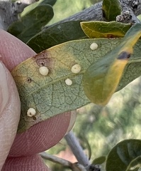 Neuroterus saltatorius texanus