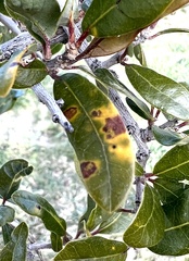 Neuroterus saltatorius texanus