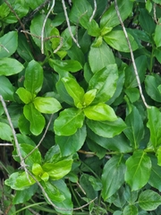 Hypericum glandulosum