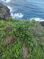Hypericum glandulosum