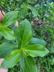 Hypericum glandulosum