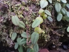 Bulbophyllum pygmaeum