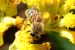 Apis mellifera ligustica