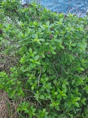 Hypericum glandulosum