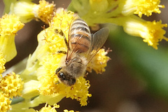 Apis mellifera ligustica