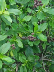 Hypericum glandulosum