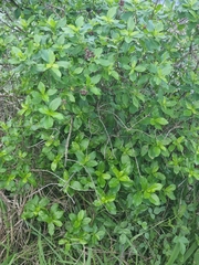 Hypericum glandulosum
