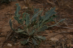 Diplotaxis harra crassifolia
