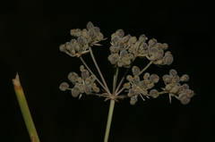 Deverra scoparia scoparia