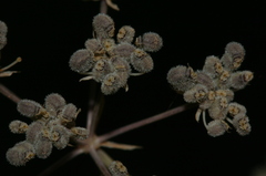 Deverra scoparia scoparia