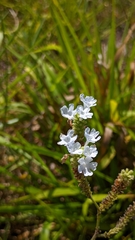 Verbenaceae