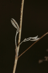 Stoibrax dichotomum
