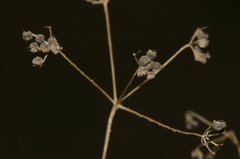Stoibrax dichotomum