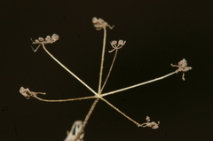 Stoibrax dichotomum