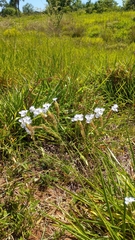Verbenaceae