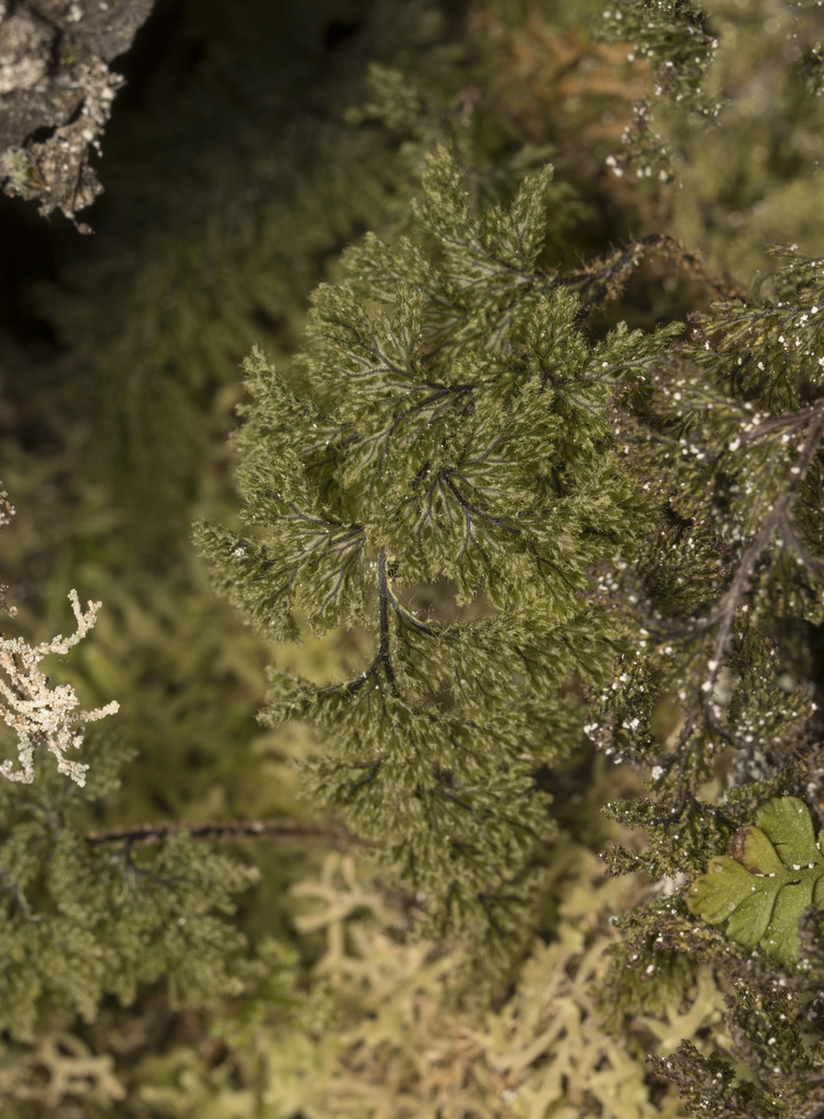 Twisted filmy-fern