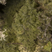 Hymenophyllum tortuosum - Photo (c) Pablo Silva,  זכויות יוצרים חלקיות (CC BY-NC), הועלה על ידי Pablo Silva