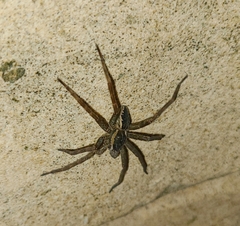 Dolomedes dondalei