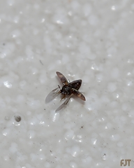 Litargus