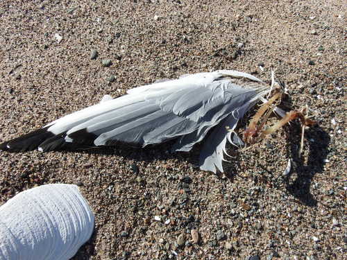 Plume de Mouette de Bonaparte