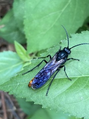Elaphroptera
