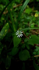 Stellaria chilensis