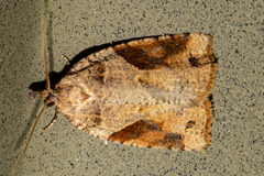 Apoctena orthropis