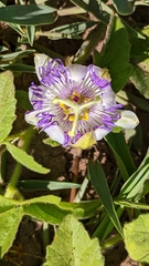 Passiflora chrysophylla