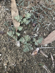 Ambrosia confertiflora