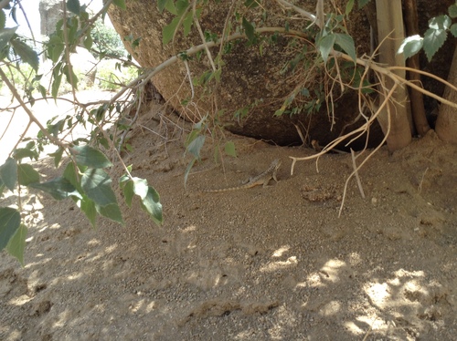 Caucasian Agama