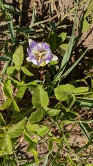Passiflora chrysophylla