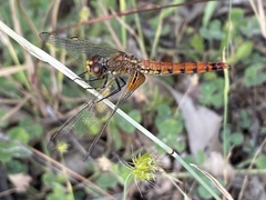 Erythrodiplax corallina