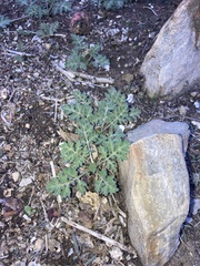 Ambrosia confertiflora