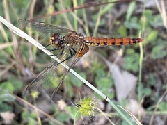 Erythrodiplax corallina