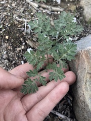 Ambrosia confertiflora
