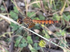 Erythrodiplax corallina