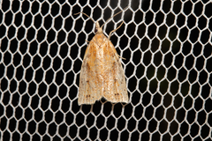 Apoctena conditana