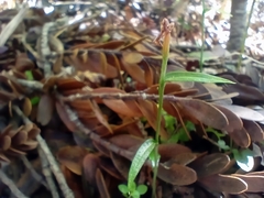 Pterostylis trullifolia