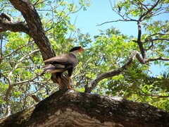 Caracara plancus cheriway
