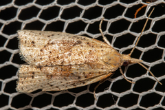 Apoctena conditana