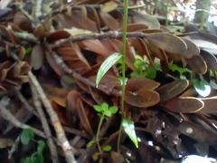 Pterostylis trullifolia