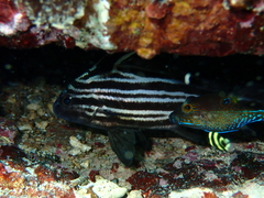 Pareques acuminatus