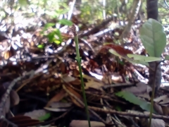 Pterostylis trullifolia