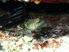 Canthigaster rostrata