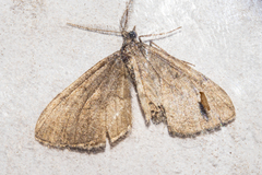 Asaphodes aegrota
