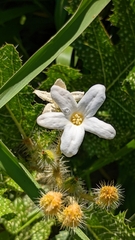 Cnidoscolus albomaculatus